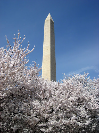 Cherry Blossoms in front on the Washington Monument