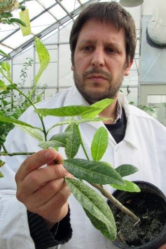 Georgios Vidalakis of the Citrus Clonal Protection Program (CCPP) examines a citrus plant specimen. The CCPP is charged with protecting California's important citrus crop.