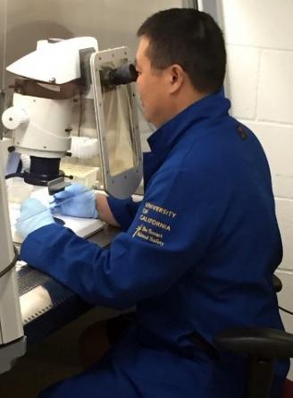 Citrus Clonal Protection Program (CCPP) staff member Ning Chen is pictured at work at the University of California Riverside's Fawcett Laboratory.